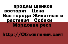 продам щенков восторят › Цена ­ 7 000 - Все города Животные и растения » Собаки   . Мордовия респ.